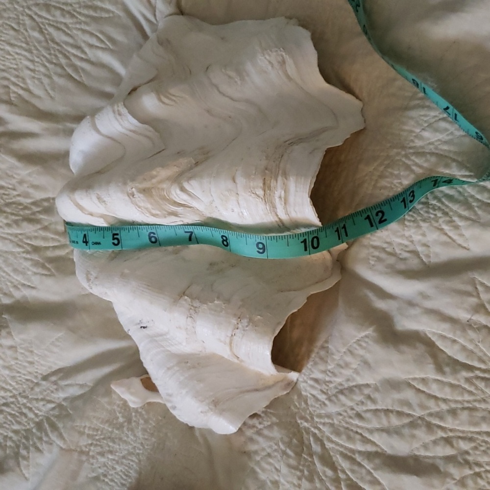 Large sea shell - Picture 4 of 4